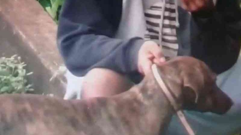 Em vídeo, homem é flagrado obrigando cachorro a inalar fumaça de maconha