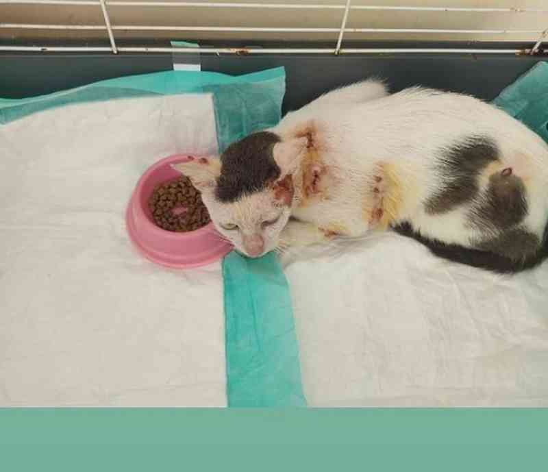 Gato que foi ferido com vergalhão no ES foge de abrigo onde recebia tratamento