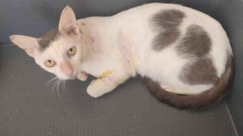 Gato espetado com vergalhão se recupera, mas ainda sofre com trauma no ES