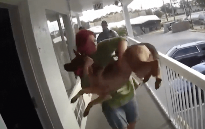 Vídeo: mulher é presa após jogar cão do segundo andar de prédio nos EUA
