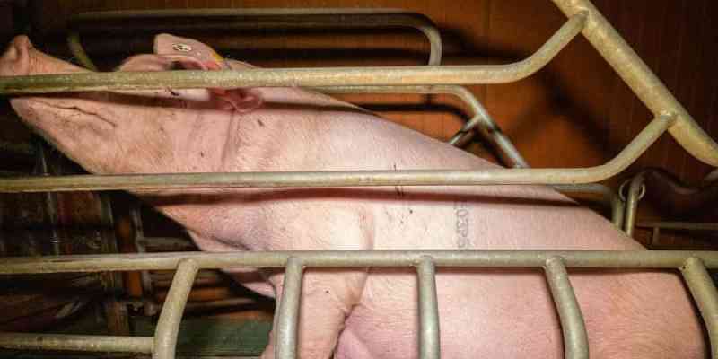 Vídeo expõe ‘condições deploráveis’ de animais em fazenda da Nestlé na França