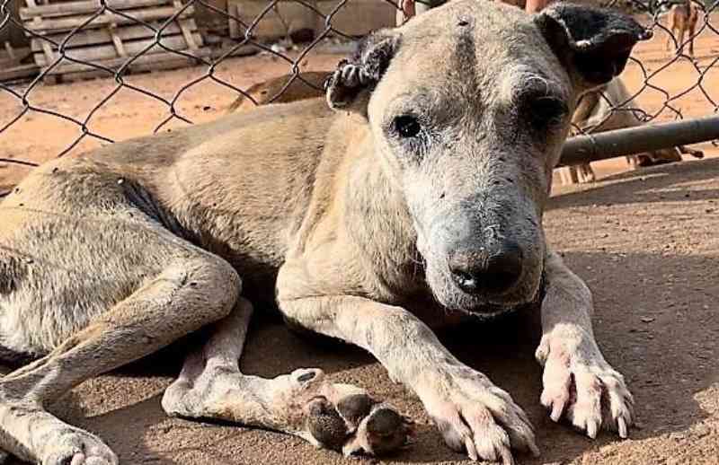 Cães vítimas de maus-tratos resgatados pela polícia em Águas Lindas de Goiás