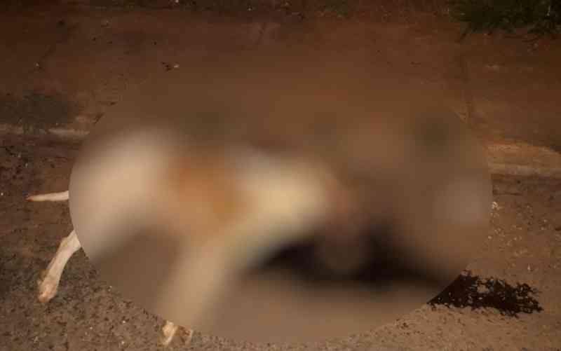Homem é preso suspeito de matar pit bull com arpão e machado em Goianésia, GO