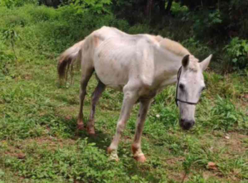 Justiça autoriza recolhimento de cavalo submetido a maus-tratos em Rialma, GO