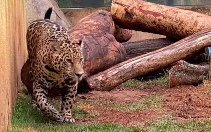 Onça do Zoológico de Goiânia morre após passar por cirurgia nos dentes