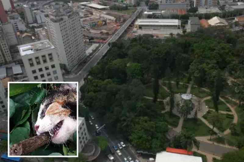 Gata mais antiga do Parque Municipal de Belo Horizonte (MG) é encontrada morta com galho na boca