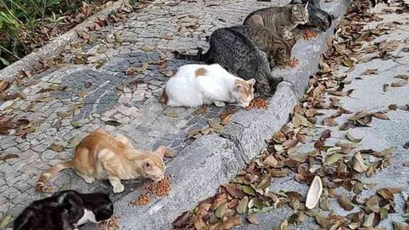 ‘Imploramos socorro e justiça’, diz voluntária após morte de gatos no Parque Municipal de Belo Horizonte, MG