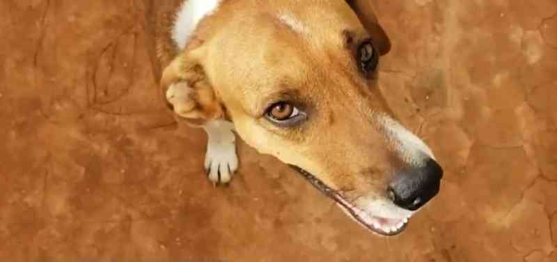Cachorro é adotado após ficar esperando tutor que morreu sair da UPA em Caratinga, MG