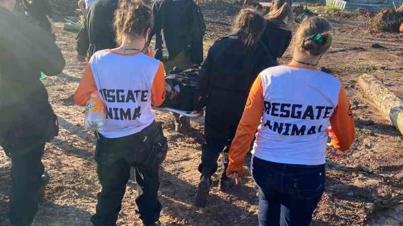 Grande simulação de resgate de animais em situação de desastre ambiental será realizado em Contagem, MG