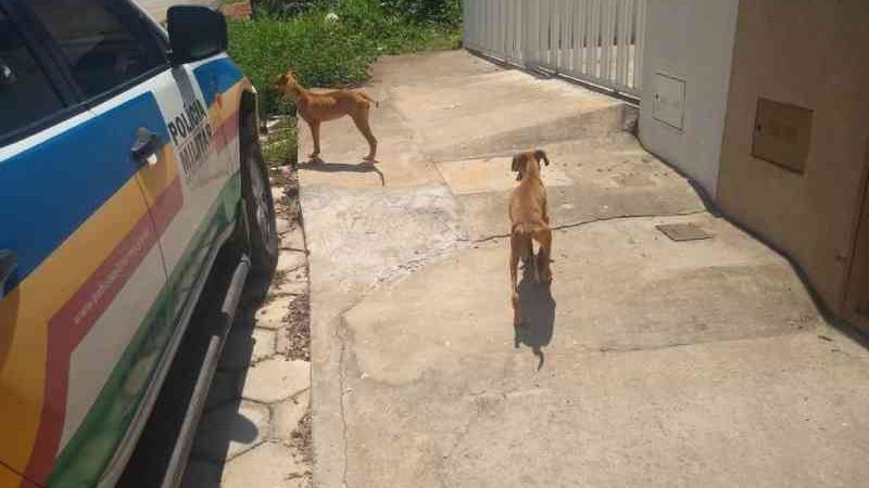 Polícia de Meio Ambiente registra situação de maus-tratos contra dois cachorros no bairro Cidade Nova, em Formiga, MG