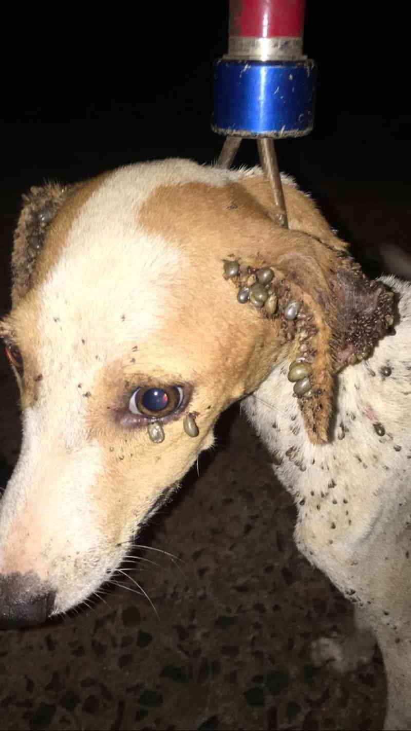 Cães são resgatados de situação de maus-tratos e tutora é presa em Ituiutaba, MG