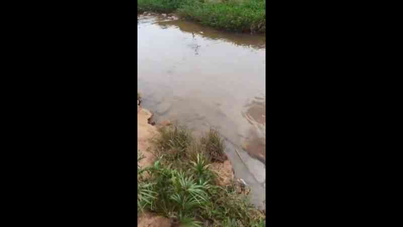 Peixes são encontrados mortos no Córrego do Monjolo em Patos de Minas, MG