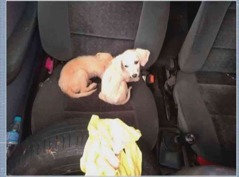 Filhotes de cachorro são resgatados de carro abandonado em Patrocínio, MG