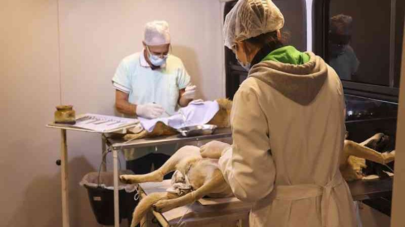 Programa Municipal de Castração em Pouso Alegre (MG) bate meta e já esterilizou mais de cinco mil animais em três anos