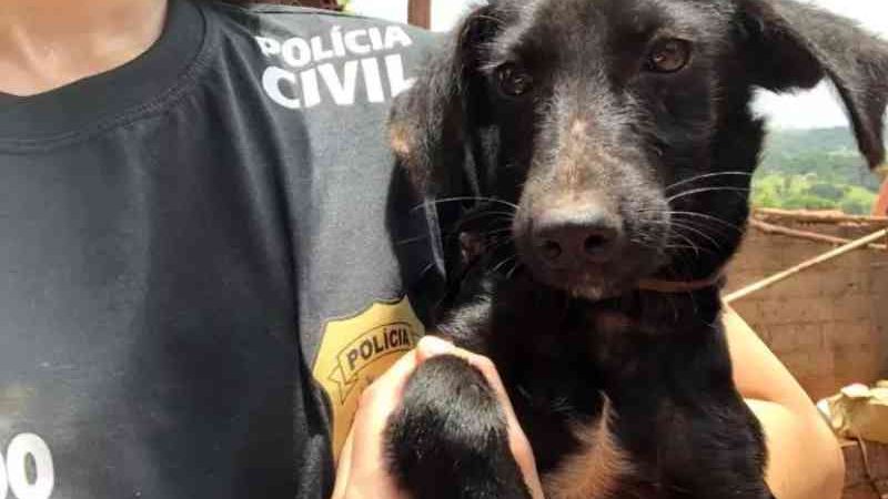 Polícia resgata 14 animais em situação de maus-tratos em São Joaquim de Bicas, MG