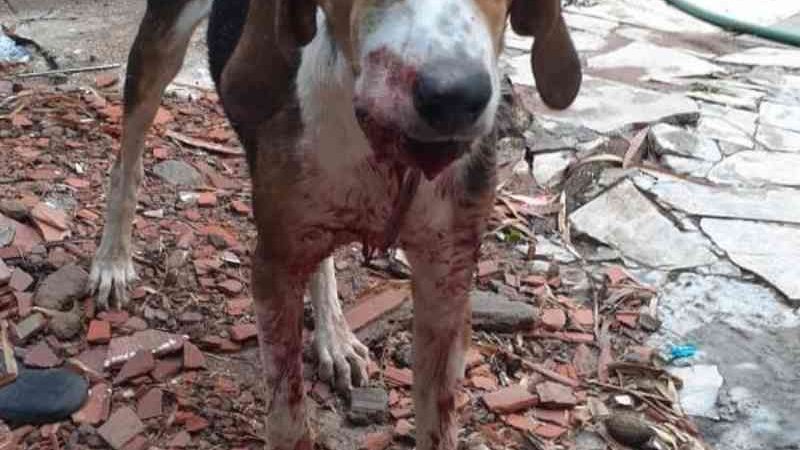 Cão é agredido com pauladas em Uberlândia (MG) e vizinho é preso ao confessar o crime
