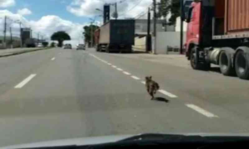 Cadela abandonada em Varginha (MG) corre atrás de carro; veja vídeo