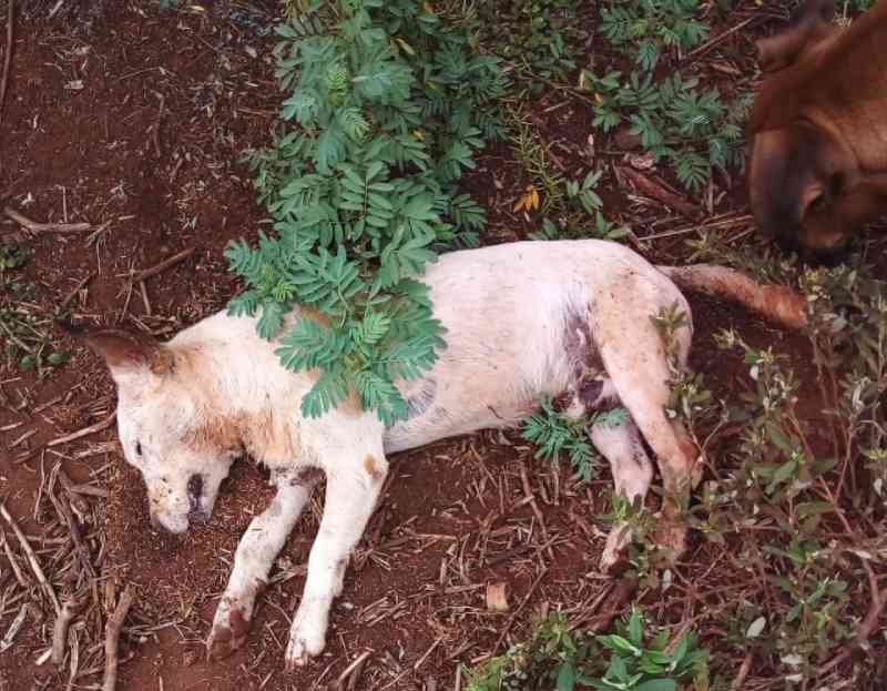 Cachorros mortos por envenenamento preocupam moradores em Nova Andradina, MS