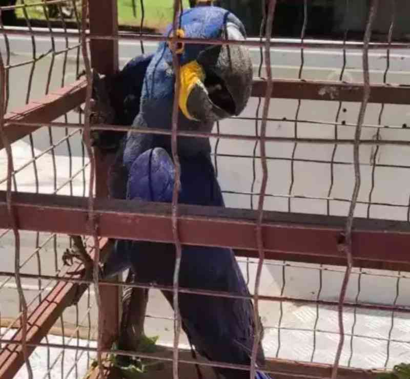 Arara azul que não conseguia voar é resgatada em fazenda de Bonito, MS