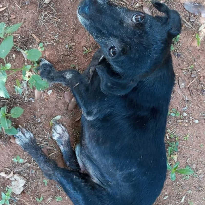 Cão com patas quebradas é jogado em terreno baldio; protetores pedem doações para tratamento
