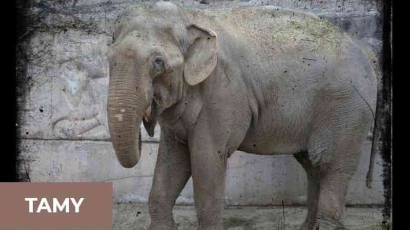 Santuário faz campanha para construir espaço para abrigar o 1º elefante macho em Chapada dos Guimarães, MT