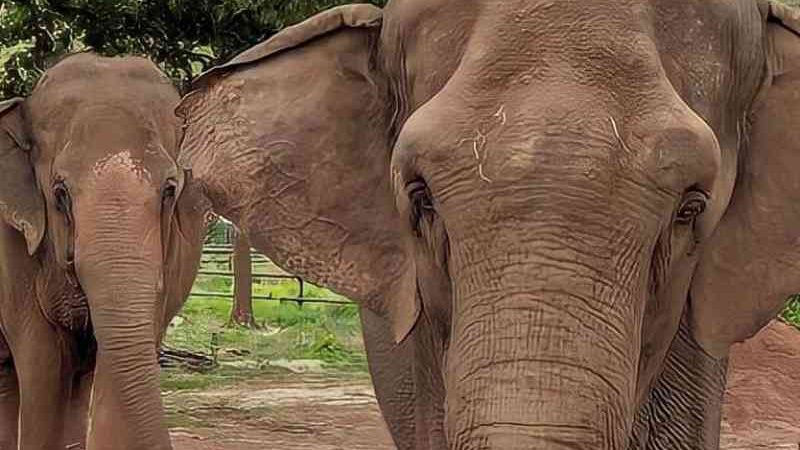 Na Chapada dos Guimarães, Santuário de Elefantes Brasil recebe mãe e filha para a manada