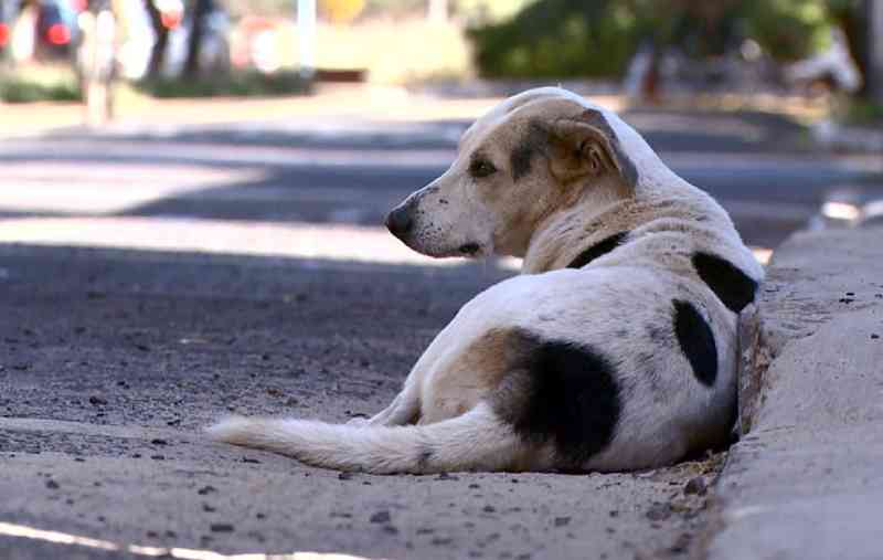 Cuiabá (MT) tem cerca de 14 mil cães e gatos abandonados nas ruas, estima prefeitura