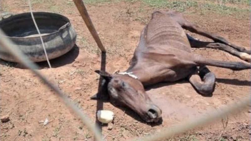 APAMS Sinop (MT) processará tutor de cavalo que morreu vítima de maus-tratos