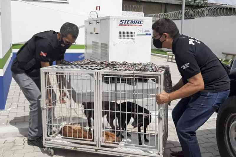 Em meio a fezes e sem comida e água, cães são resgatados com sinais de maus-tratos em Belém, PA