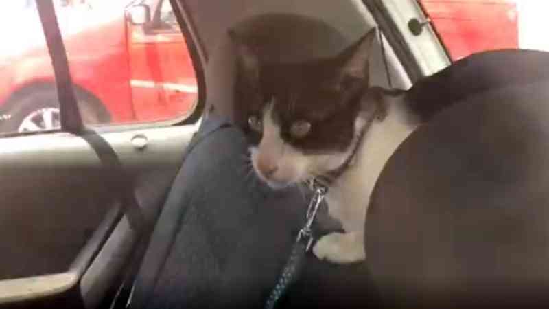 Internautas denunciam abandono de animais em carro em Belém, PA