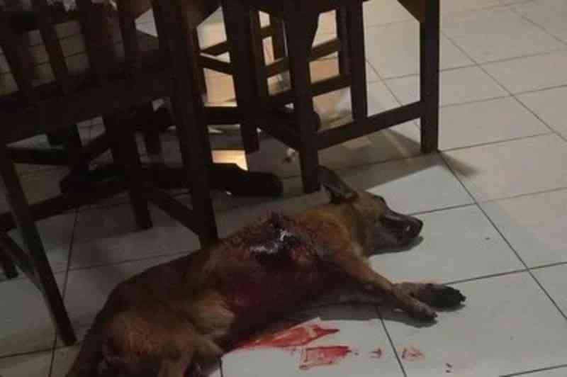 Entidade pede investigação sobre morte de cachorro esfaqueado na Paraíba