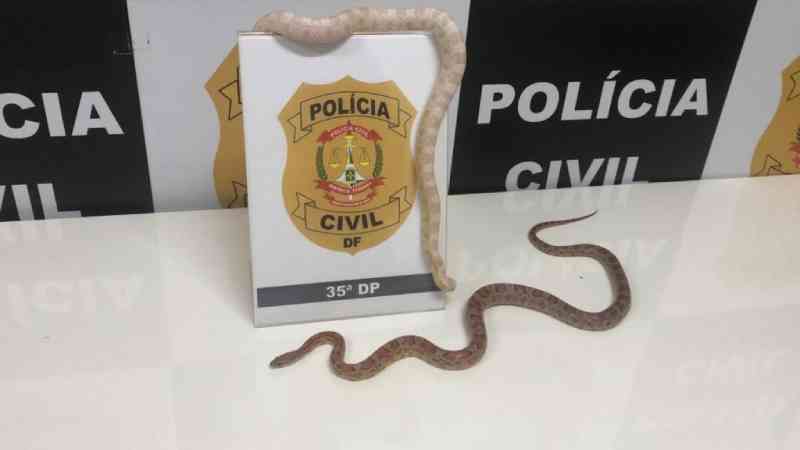 PCDF tenta identificar homem que vendeu cobras-do-milho para universitária