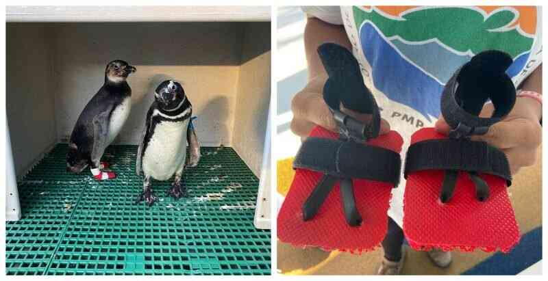 Pinguins resgatados usam chinelo em reabilitação no Paraná