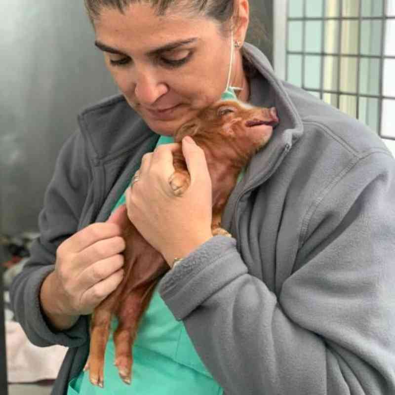 Portugal: Lóbi da caça apresenta queixa contra veterinária da SOS Animal