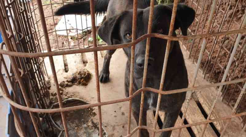 Resgatada cadela que vivia em jaula no Caniço, em Portugal; fotos