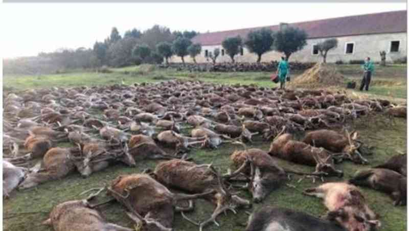 Portugal: Ministério Público abre inquérito à matança de 540 animais na Torre Bela