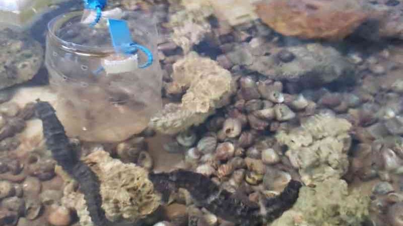 Polícia ambiental encontra diversos animais marinhos em cativeiro ilegal em Iguaba Grande, no RJ
