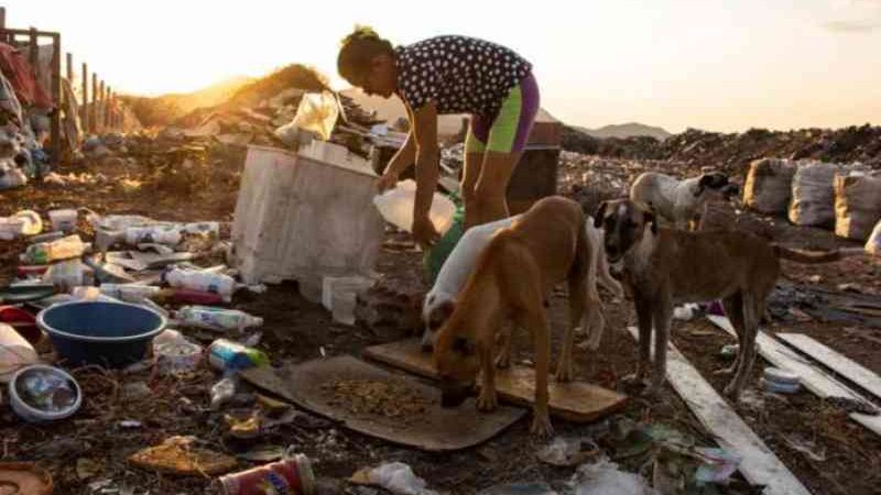 Mulher vai a lixão todo dia alimentar 40 animais abandonados: vídeo