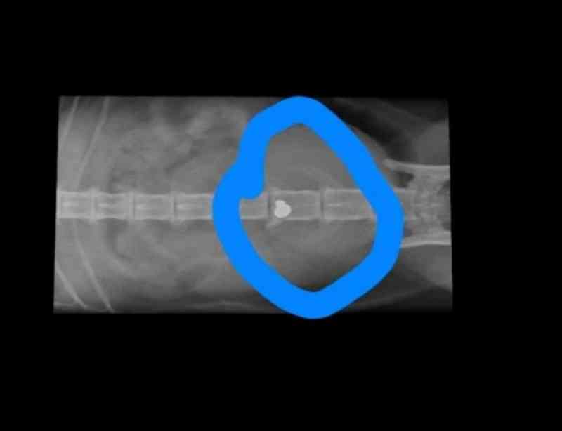 Gato atingido por chumbinho de carabina de pressão em Crissiumal (RS) deverá ficar sem andar