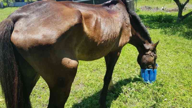 Cavalo vítima de maus-tratos é recolhido em Itapema, SC