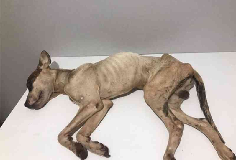 Cão acorrentado morre de fome e Lei Sansão é descumprida em Araraquara, SP
