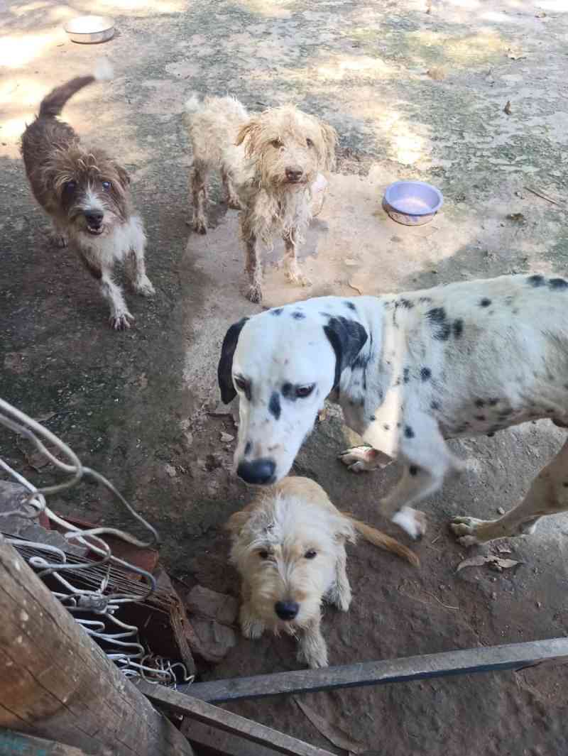 Cães com sinais de maus-tratos são resgatados de ‘ONG irregular’ mantida por pastor evangélico em Campinas, SP