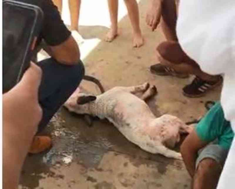 Homem é preso suspeito de arrastar cão com corda no centro de Itapetininga, SP