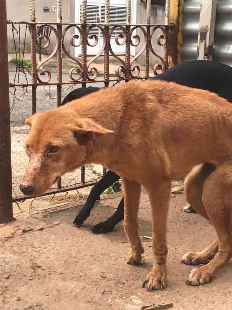 Homem é preso por maus-tratos a cães na zona norte de Marília, SP