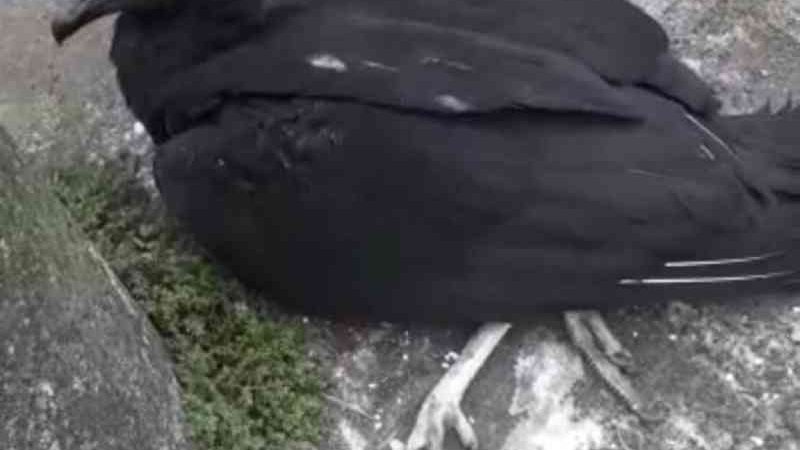 Urubu-de-cabeça-preta recebe descarga elétrica e é salvo por guardas em São Vicente, SP