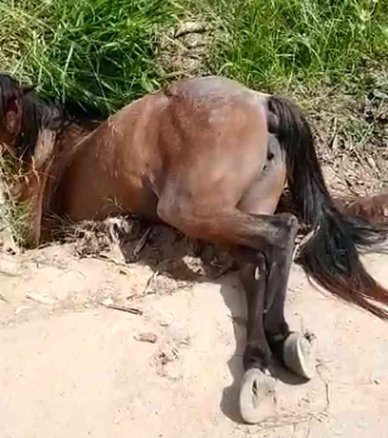 Égua é encontrada morta dentro de boca de lobo em Sorocaba, SP
