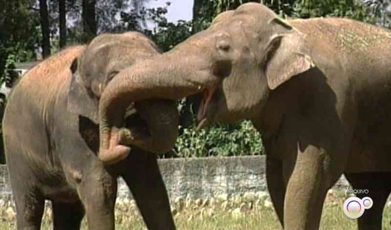 MP recomenda que elefante Sandro seja transferido para santuário após morte da companheira Haisa no zoológico de Sorocaba, SP