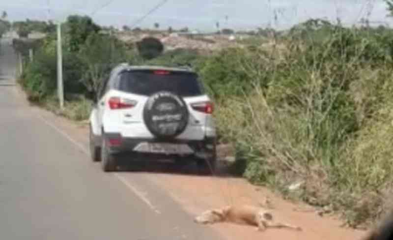 Polícia procura motorista que arrastou cachorro amarrado no carro em Arapiraca, AL