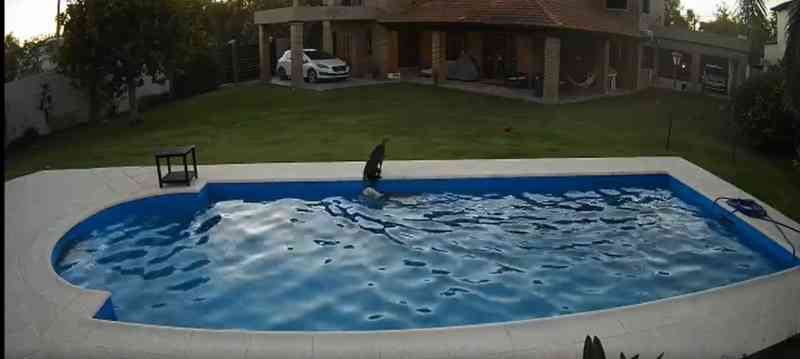 Vídeo mostra cadela salvando pit bull cega que caiu em piscina