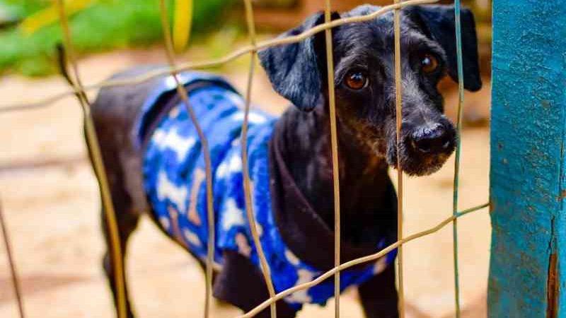 Cães acorrentados e sem comida: PCDF atuou em mil denúncias de maus-tratos a animais